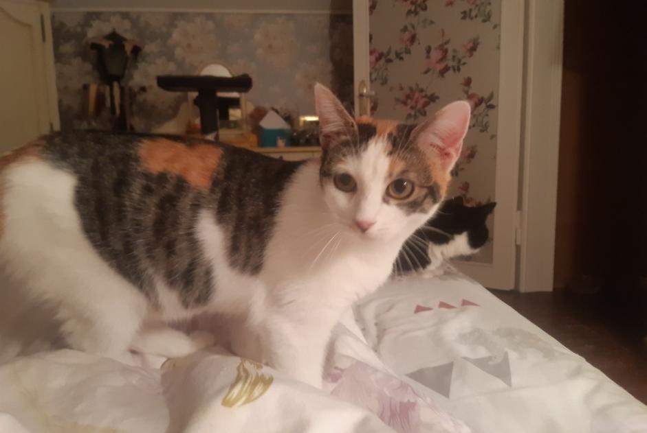 Alerte Disparition Chat croisement  Femelle , 1 ans Libercourt France